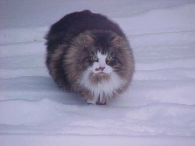 ForestWind Siberian Cat Breeder