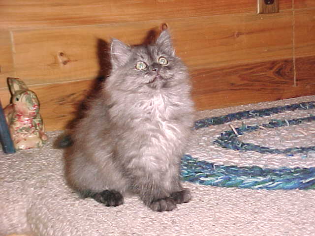 Boris