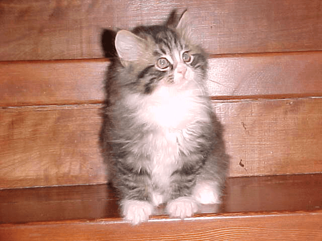 Our Siberian cat