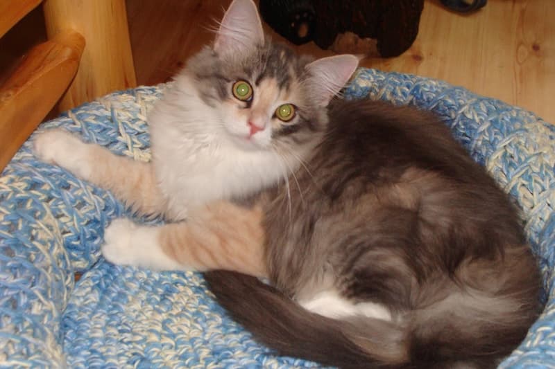 Siberian cat enjoying a hand-crafted bed
