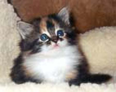 Our Siberian cat