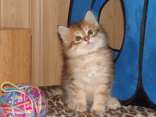 Our Siberian cat