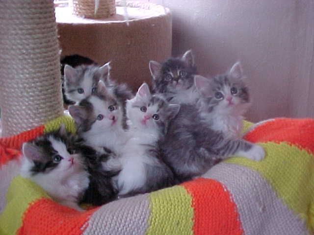Our Siberian cat