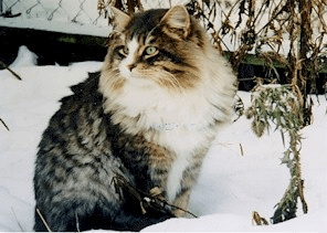 Beautiful Siberian cat