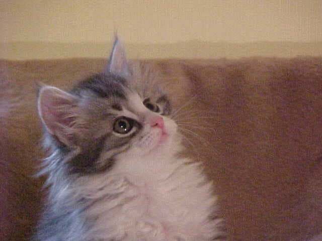 Our Siberian cat