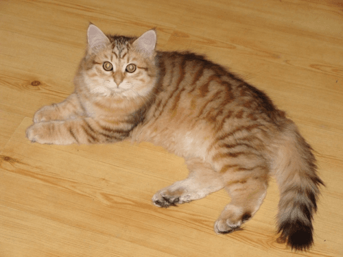 Our Siberian cat