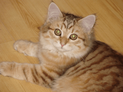 Our Siberian cat