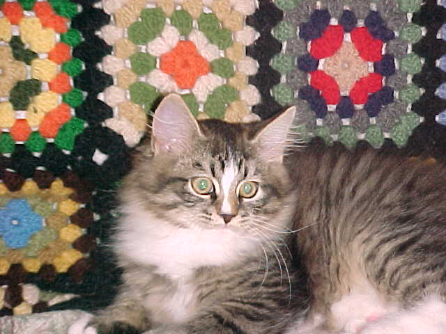 Our Siberian cat